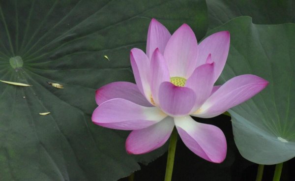 出淤泥而不染出自哪首古诗