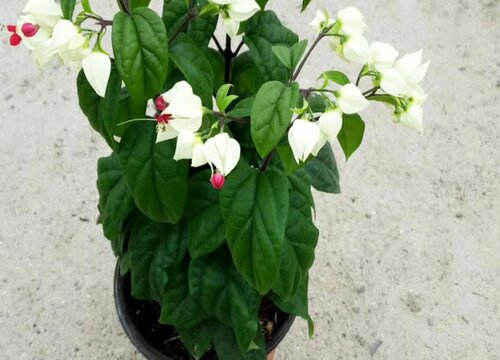 龙吐珠怎么过冬天