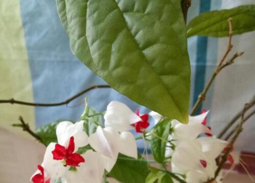 龙吐珠怎么过冬天