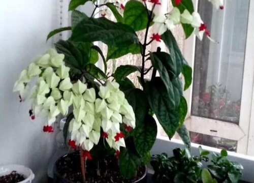 龙吐珠怎么过冬天