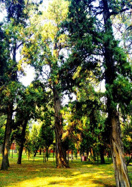 祖坟前栽什么树最旺后人