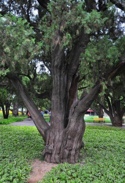 祖坟前栽什么树最旺后人