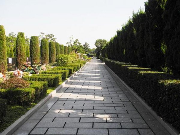 祖坟前栽什么树最旺后人