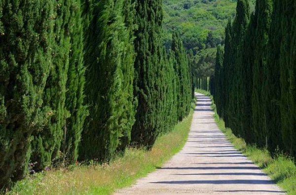 祖坟前栽什么树最旺后人