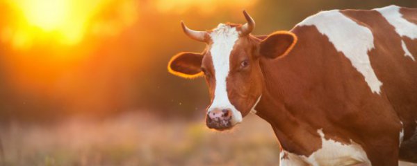 属牛人车里放什么物件好