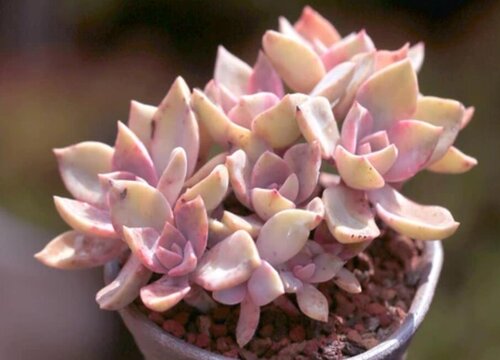 多肉叶子发芽后要埋吗