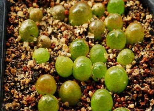 多肉叶子发芽后要埋吗