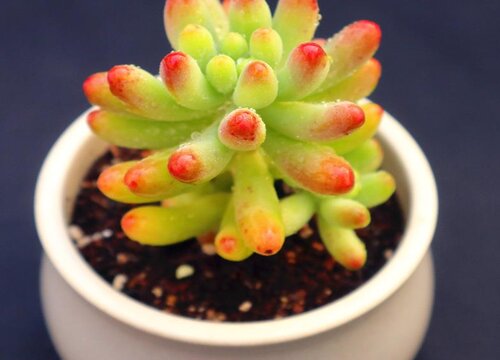 多肉叶子发芽后要埋吗