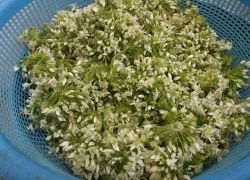 韭菜花的花能吃吗