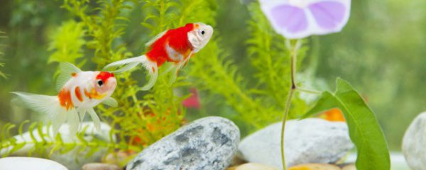 怎么给鱼缸消毒