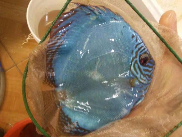 七彩神仙鱼好养吗