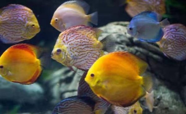 七彩神仙鱼好养吗