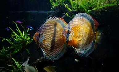 七彩神仙鱼好养吗