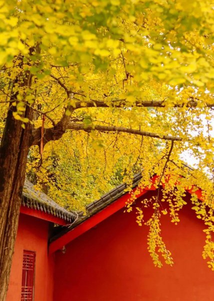 成都看银杏树什么地方最美