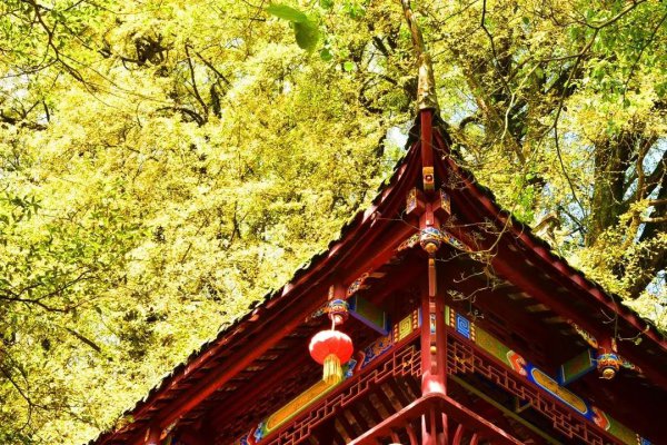 成都看银杏树什么地方最美