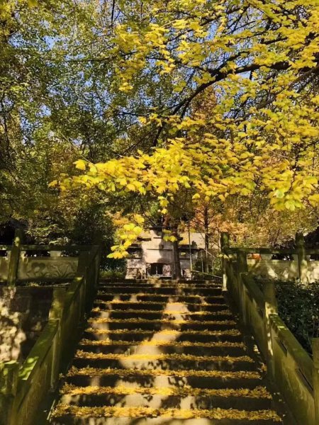 成都看银杏树什么地方最美