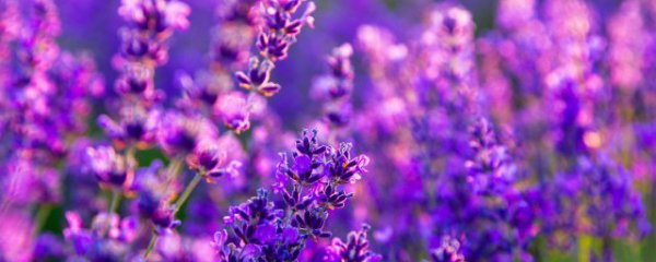 花海是什么意思