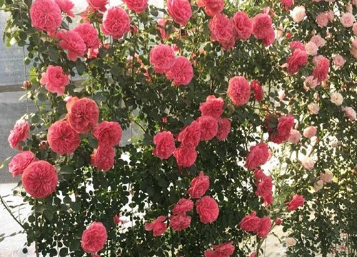 蔷薇叶子干枯怎么办