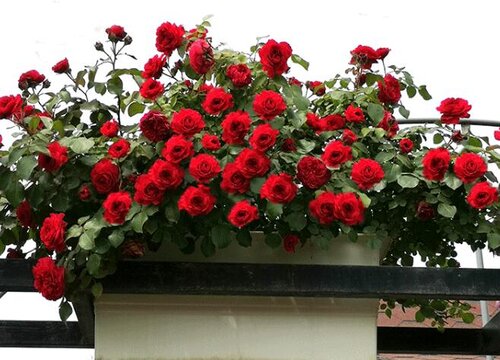 蔷薇叶子干枯怎么办