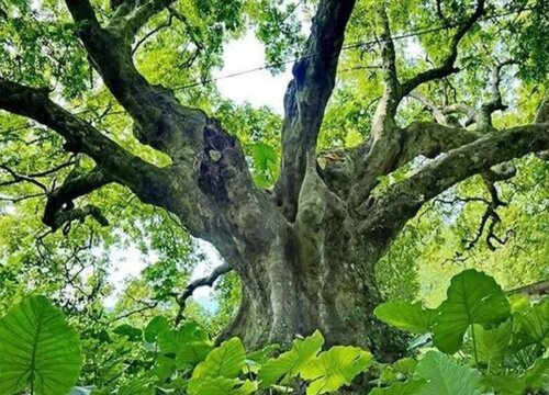 株树值钱吗 市场价格