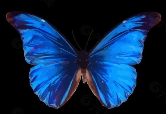 蝴蝶品种及名称大全