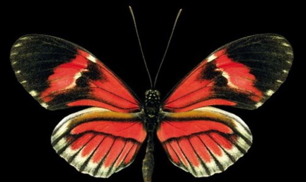 蝴蝶品种及名称大全