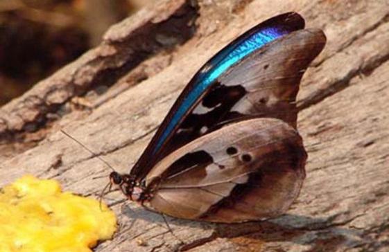 蝴蝶品种及名称大全