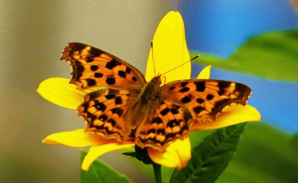 蝴蝶品种及名称大全