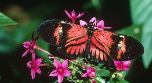 蝴蝶品种及名称大全