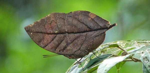 蝴蝶品种及名称大全