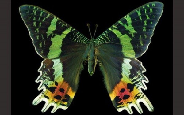 蝴蝶品种及名称大全