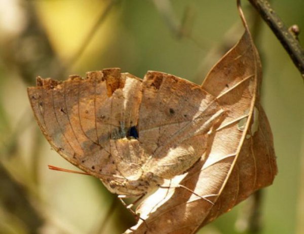 蝴蝶品种及名称大全
