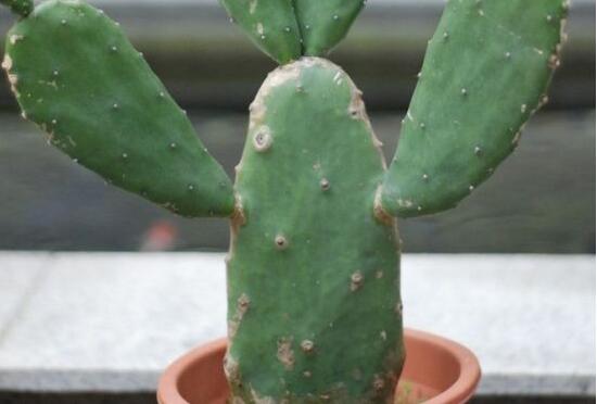 仙人掌可以放在卧室吗