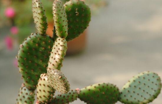 仙人掌可以放在卧室吗