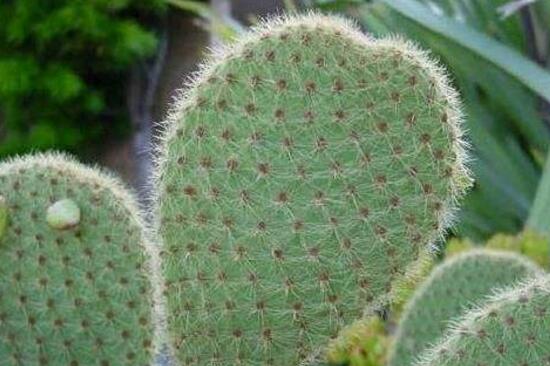 仙人掌可以放在卧室吗