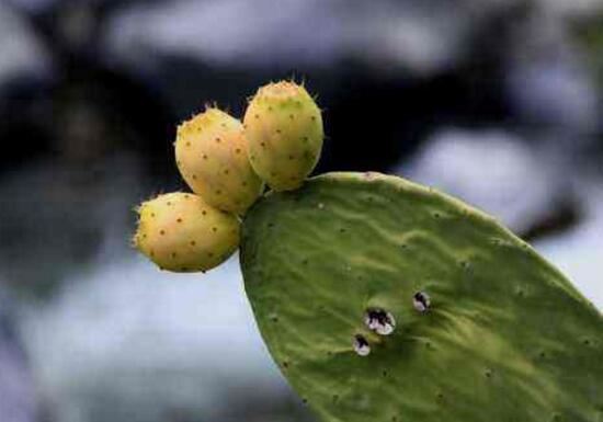 仙人掌可以放在卧室吗