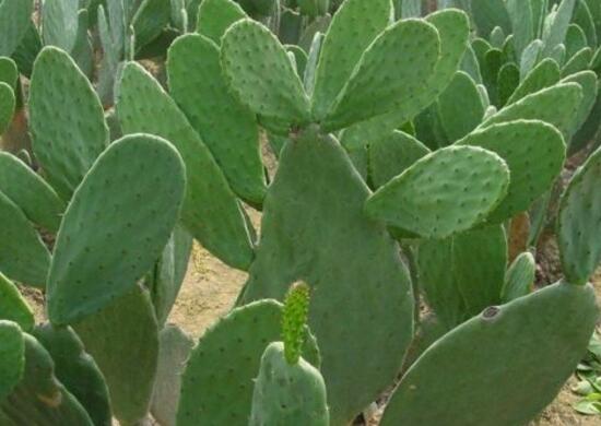 仙人掌可以放在卧室吗