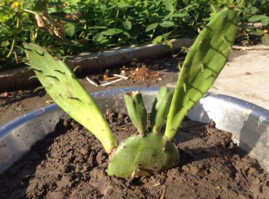 仙人掌可以放在卧室吗