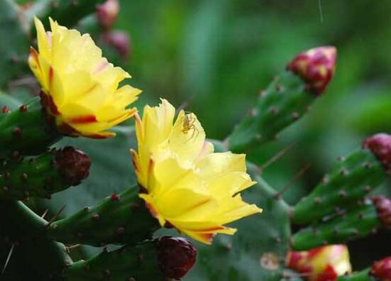 仙人掌可以放在卧室吗