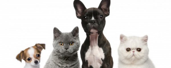 猫咪得了猫瘟怎么办