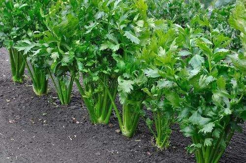 二月至三月种什么蔬菜合适