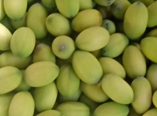 新鲜莲蓬的功效与作用及食用方法