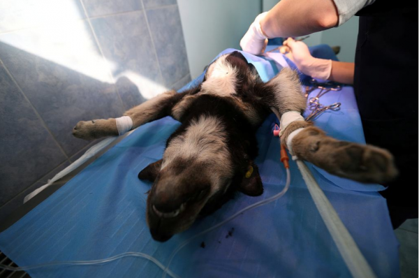 公狗绝育的优点和缺点