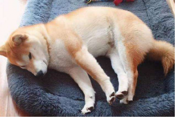 公狗绝育的优点和缺点