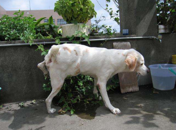 公狗绝育的优点和缺点