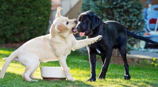 公狗绝育的优点和缺点