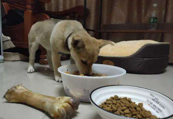 公狗绝育的优点和缺点