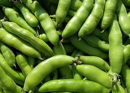 毛豆一年可以种几次