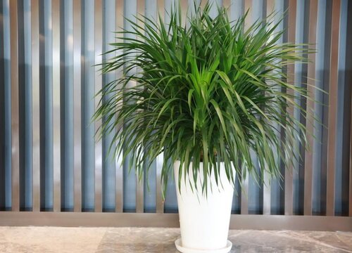 十大风水树排名