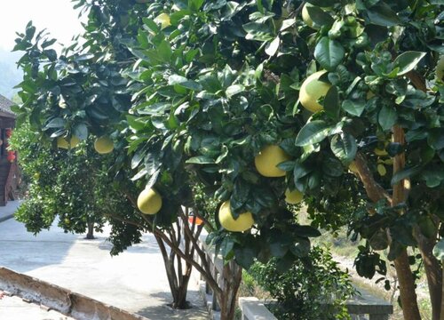 十大风水树排名